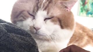 He purrs