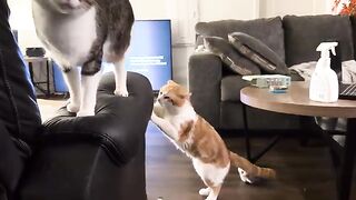 Torn CAT
