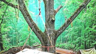 Luxury Treehouse Build In The Olympic Forest #Cozy #Cabin #Timelapse #Transformation