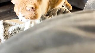 FBI  CAT