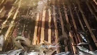 Fish trap