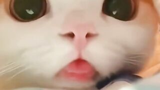 kucing 12