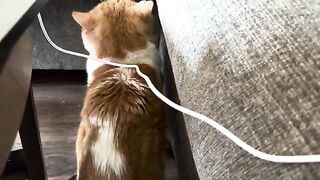 CATS  LOVE 3