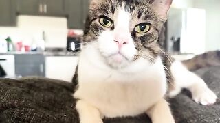 ÆOWŘ CAT