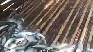 Perangkap ikan sungai