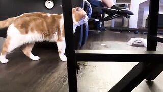 His chirps of mischief