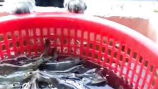 Funny Dogs and Funny Cats #cat #dog #funnydogs #funnycats #cutedog #cute #cutecat