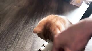Shibecat