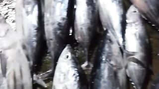 The catch of fishermen in our village