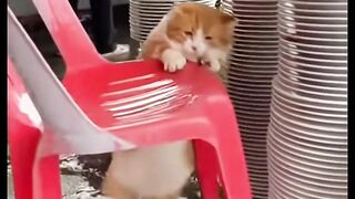 Amazing cats 12