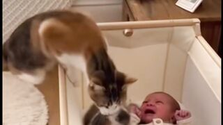 Amazing cats 13