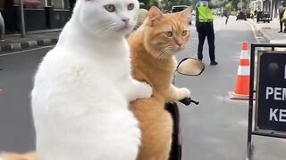 Amazing cats 14