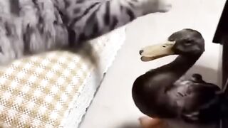 cat vs duck heavy fight