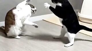 Funniest Kittens of the Day ????