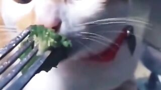 Cat’s Hilarious Gag Reaction to Broccoli is Pure Gold!
