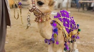 So Cute small Camel