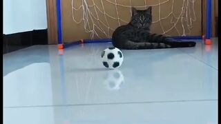 Amazing cats 17