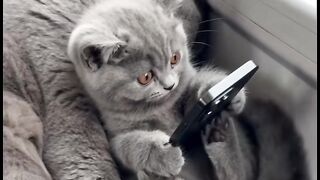 Amazing cats 18
