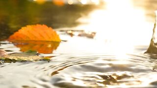Floating Leaves Over Crystal Water