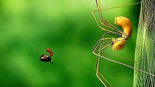 This Ladybug Dad Raised a Whole Army of Troublemakers.#cartoon
