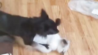 Black vs White, Who The Winner ?
