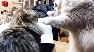 The World’s Fluffiest Boxing Match