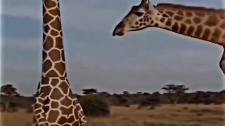 Video random unik
