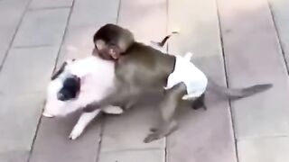 He Really Said Onward, My Steed!