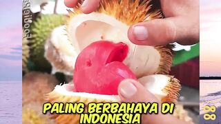 3 Buah Buahan paling Berbahaya Di Indonesia!! versi bola88
