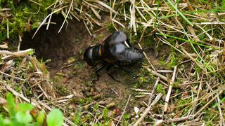 The Field Cricket’s Song