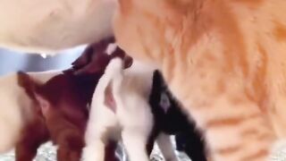 Udah kayak yang gak di urusin ,kamu bikin malu emak saja..