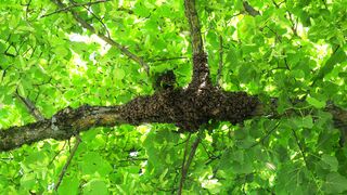 The Great Bee Swarm