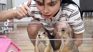 Tupai yang sangat cerdas