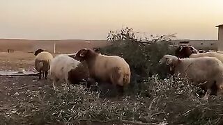 Beautiful Sheep Farm at Sunset | High Quality Livestock