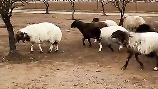 You Won't Believe the Size of These Rams! ????