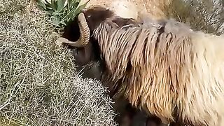 Top Quality Fat-Tailed Sheep for Sale 2026