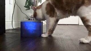 Water dance & fountain drink