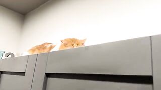 Adam. Get down.