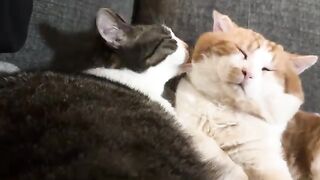 All the lovins