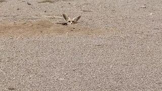 Desert Life: The Hidden World of the Desert Fox ????????