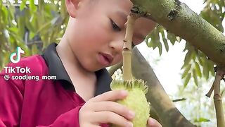 Durian ini digunduli sejak kecil