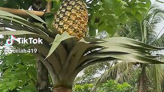Aesthetic pineapple