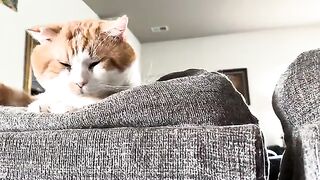 A sweet tomcat