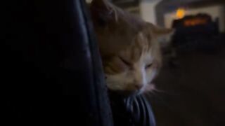 He gnars