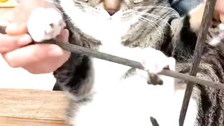 Funny Cats #cat #funnycats #cutecat