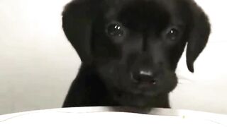 Funny Dogs #dog #doglovers #funnydogs #cutedogs