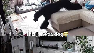 Mistis dog