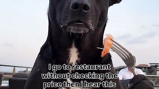 Panic dog