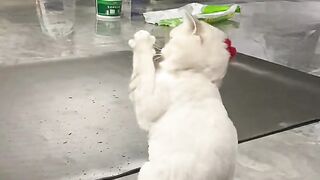 Cat confused
