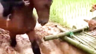 Horse, Dog and Chimpanzee Work Together To Rescue And Save A Woman